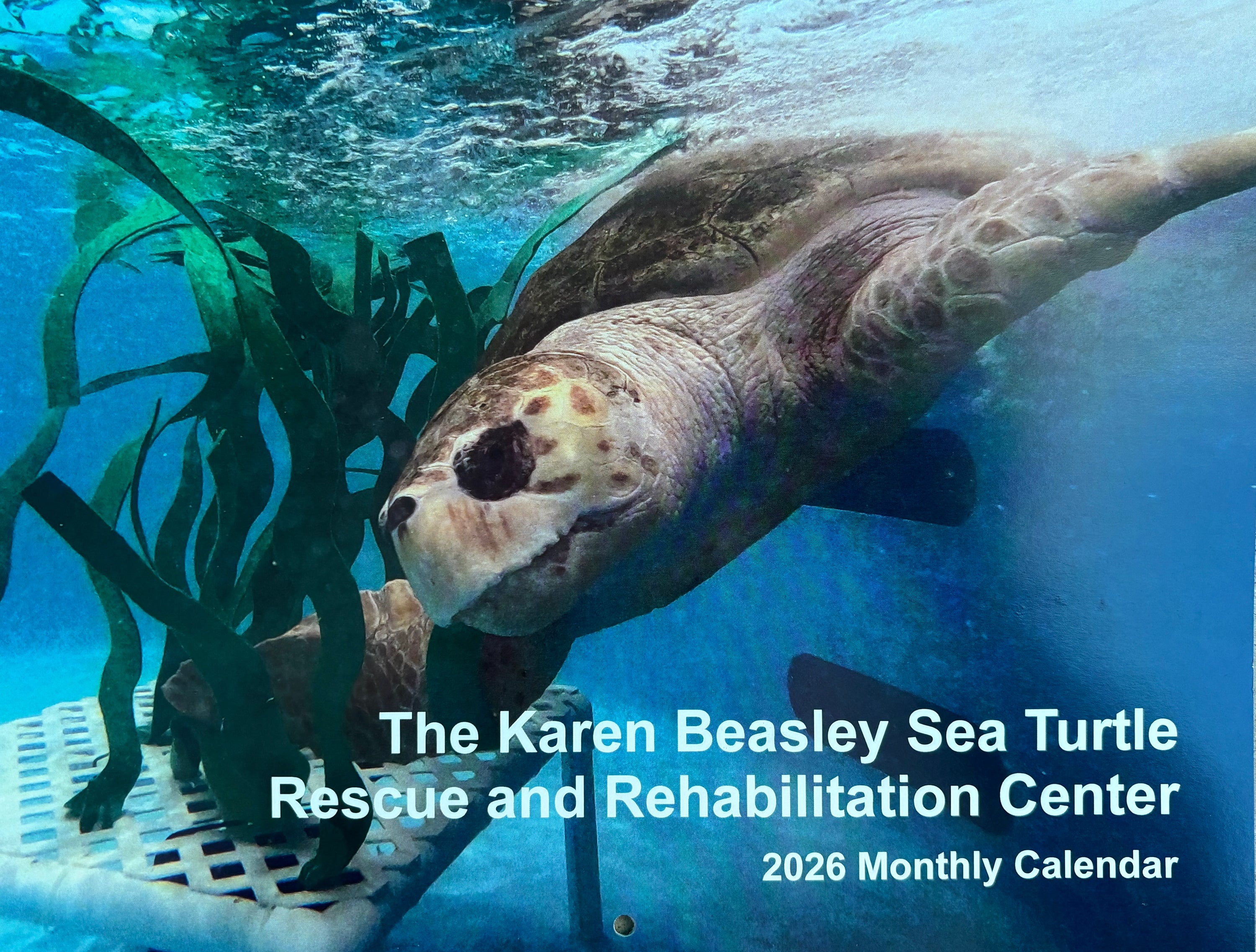 2026 KBSTRRC Calendar The Karen Beasley Sea Turtle Rescue And 
